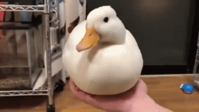 A Person Is Holding A White Duck On Their Hand . GIF