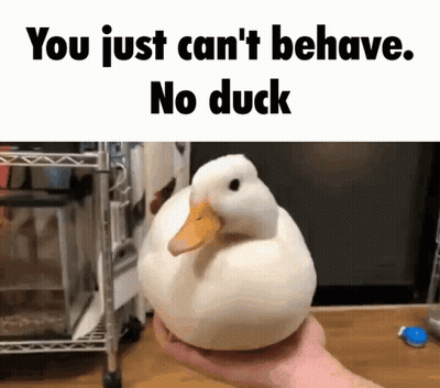 A Person Is Holding A White Duck With The Words " You Just Can 'T Behave No Duck " Above It GIF