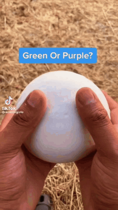 A Person Is Holding A White Egg In Their Hands And Asking If It Is Green Or Purple . GIF