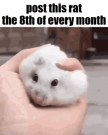 A Person Is Holding A White Hamster In Their Hand And The Caption Reads Post This Rat The 8Th Of Every Month . GIF