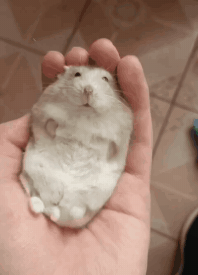A Person Is Holding A White Hamster In Their Hand GIF