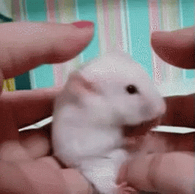 A Person Is Holding A White Hamster In Their Hands . GIF