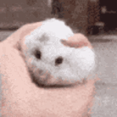 A Person Is Holding A White Hamster In Their Hands . GIF