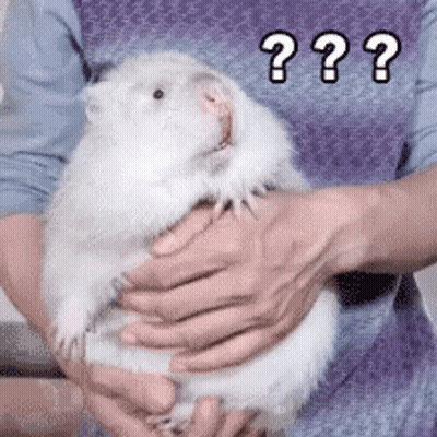 A Person Is Holding A White Hamster In Their Hands With A Question Mark . GIF