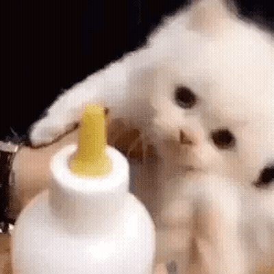 A Person Is Holding A White Kitten Next To A Bottle . GIF