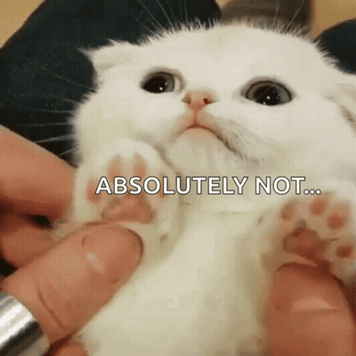 A Person Is Holding A White Kitten With The Words " Absolutely Not " Written On It GIF