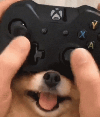 A Person Is Holding An Xbox Controller In Front Of A Dog 'S Face GIF