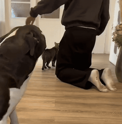 A Person Is Kneeling Down With A Dog And Two Cats GIF