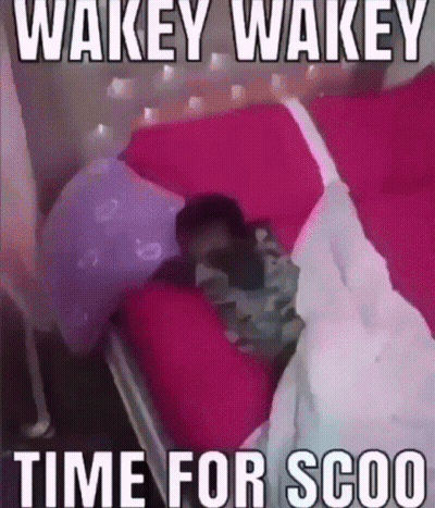 A Person Is Laying In A Bed With The Words Wakey Wakey Time For Scoo On The Bottom GIF