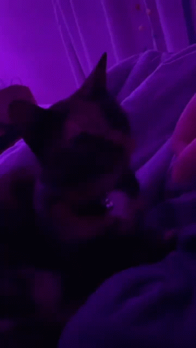 A Person Is Laying On A Bed In A Dark Room With Purple Lights Behind Them . GIF