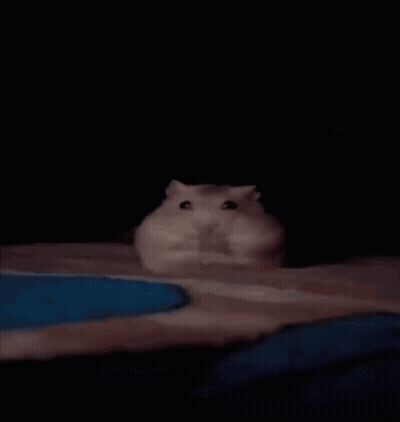 A Person Is Laying On A Bed With A Hamster On Their Lap GIF