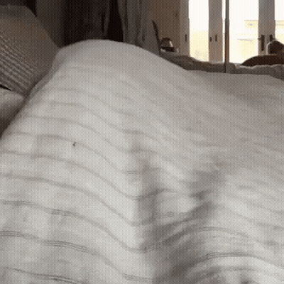 A Person Is Laying On A Bed With A White Blanket And A Mosquito On It . GIF