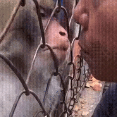 A Person Is Looking Through A Chain Link Fence At A Monkey Behind It . GIF