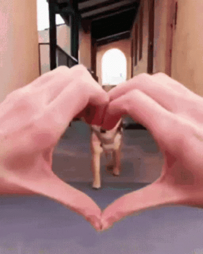 A Person Is Making A Heart Shape With Their Hands In Front Of A Dog GIF
