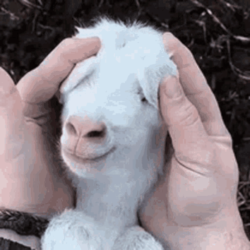 A Person Is Petting A Baby Goat On Its Head . GIF