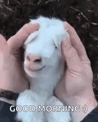 A Person Is Petting A Baby Goat With Their Hands And It Is Smiling And Looking At The Camera . GIF