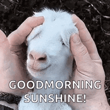 A Person Is Petting A Baby Goat With Their Hands And The Goat Is Smiling . GIF