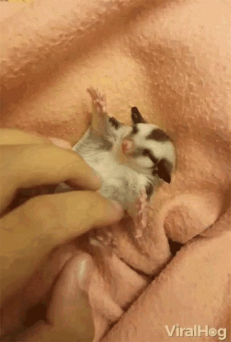 A Person Is Petting A Baby Sugar Glider On A Pink Blanket GIF