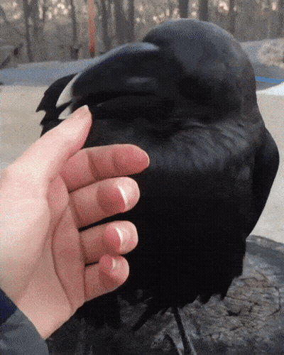 A Person Is Petting A Black Bird With A Large Beak GIF