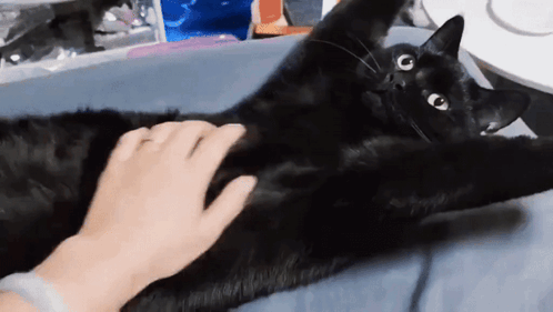 A Person Is Petting A Black Cat Laying On Its Back GIF