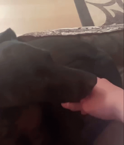A Person Is Petting A Black Dog On A Bed GIF