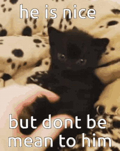 A Person Is Petting A Black Kitten On A Bed With A Caption That Says He Is Nice But Dont Be Mean To Him GIF