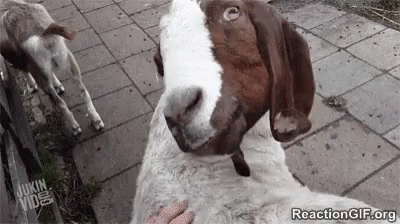A Person Is Petting A Brown And White Goat . GIF