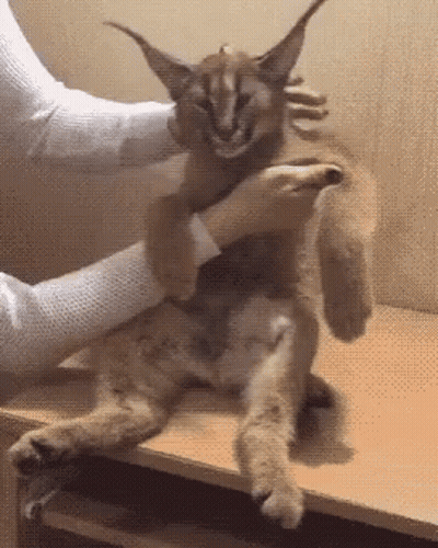 A Person Is Petting A Caracal Cat On A Table . GIF
