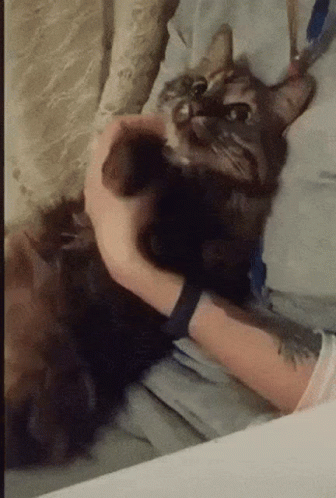 A Person Is Petting A Cat On A Bed GIF