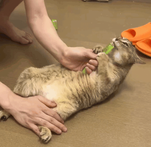 A Person Is Petting A Cat On The Floor GIF