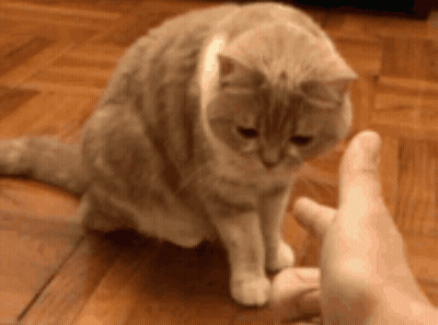 A Person Is Petting A Cat On The Floor . GIF