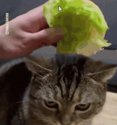 A Person Is Petting A Cat 'S Head With A Lettuce Leaf . GIF