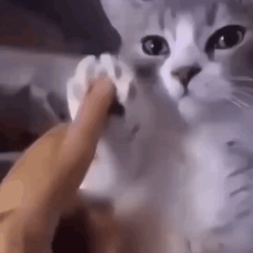 A Person Is Petting A Cat 'S Paw While It Looks At The Camera . GIF