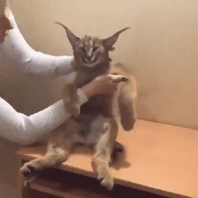 A Person Is Petting A Cat Sitting On A Table . GIF