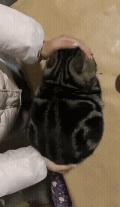 A Person Is Petting A Cat That Is Laying On The Floor GIF