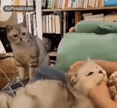 A Person Is Petting A Cat While Another Cat Is Sitting On A Couch . GIF