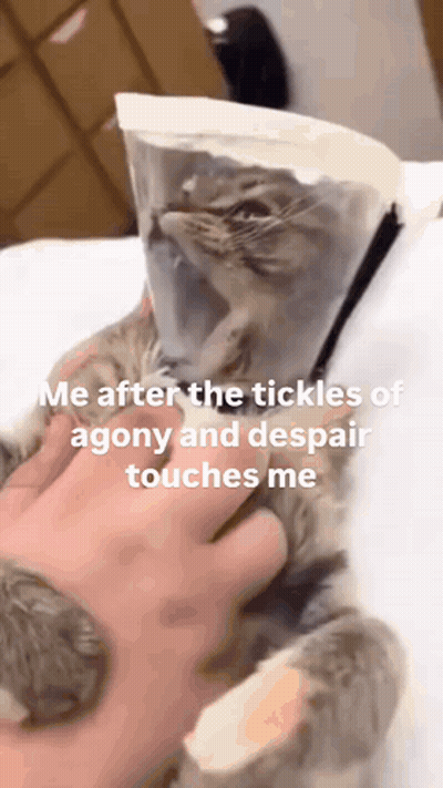 A Person Is Petting A Cat With A Cone On Its Head GIF