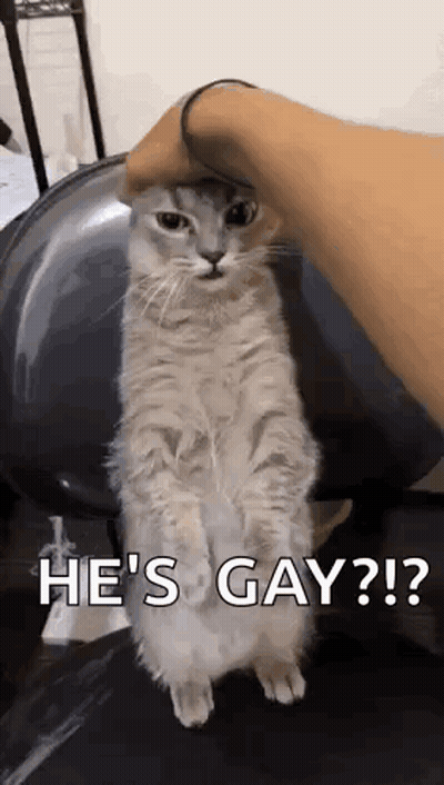 A Person Is Petting A Cat With The Words `` He 'S Gay '' Written On It . GIF