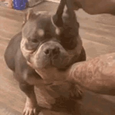 A Person Is Petting A Dog 'S Face While It Looks At The Camera . GIF