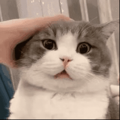 A Person Is Petting A Gray And White Cat With A Surprised Look On Its Face . GIF