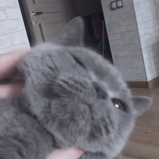 A Person Is Petting A Gray Cat With A Brick Wall In The Background GIF