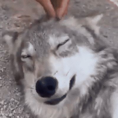 A Person Is Petting A Husky Dog 'S Head With Their Hands . GIF