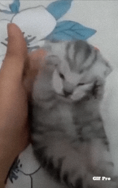 A Person Is Petting A Kitten With A Gif Pro Watermark GIF