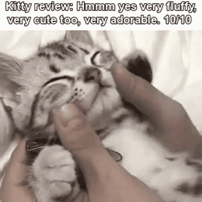 A Person Is Petting A Kitten With Their Fingers And It Is Very Fluffy And Cute . GIF