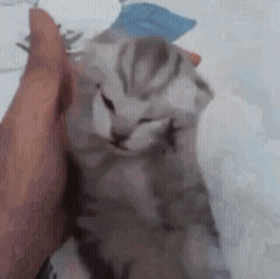 a person is petting a kitten with their hand .