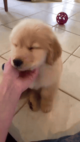 A Person Is Petting A Puppy On A Tile Floor GIF