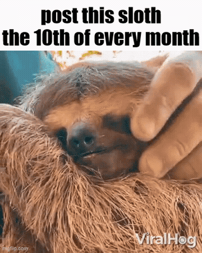 A Person Is Petting A Sloth That Says Post This Sloth The 10Th Of Every Month . GIF
