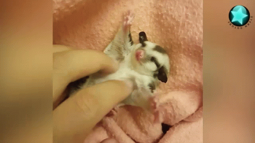 A Person Is Petting A Small Animal On Its Back GIF