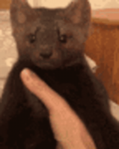 A Person Is Petting A Small Black Kitten With Their Fingers . GIF
