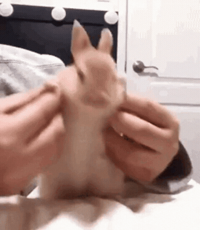 A Person Is Petting A Small Brown Dog On A Bed . GIF